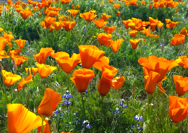 Native California Plants